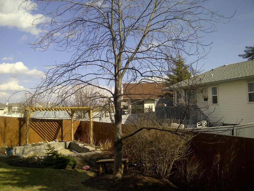 Calgary tree removal services